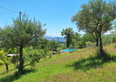 Through the olive trees of camping Le Farfalle, the swimming pool can be see with the landscape op Le Marche in the background